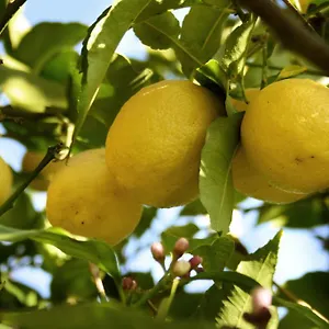 Il Giardino Di Gabri Bed & Breakfast Rome